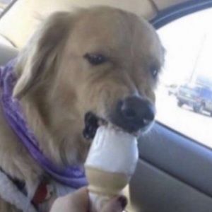 Meet your Posher, Annabelle